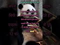 Pandas spend 12 hours a day eating bamboo.#shorts #viral #factery #youtubeshorts