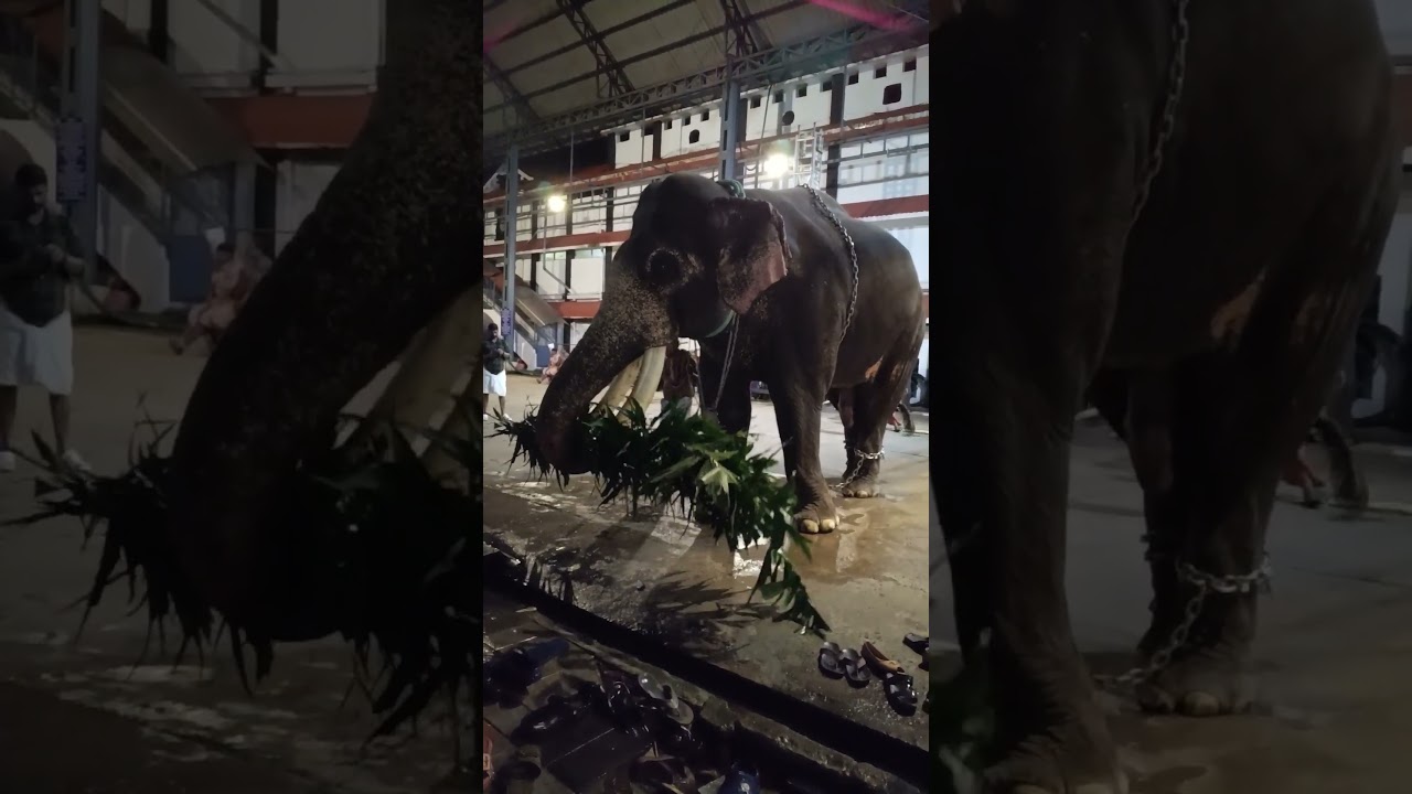 പട്ടയെടുത്തോണ്ട് പോകുന്നത് കണ്ടോ 😱😱😱 #shortsfeed #viral #subscribe #shorts #short #viralshorts