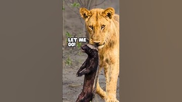 When Honey Badgers Mess Up💀