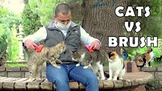 Cats vs Brush in the cat island. Incredible.