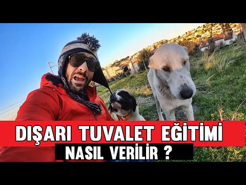 Video: Köpeğinizi Sosyalleştirirken Yapmak İstediğiniz 5 Hata