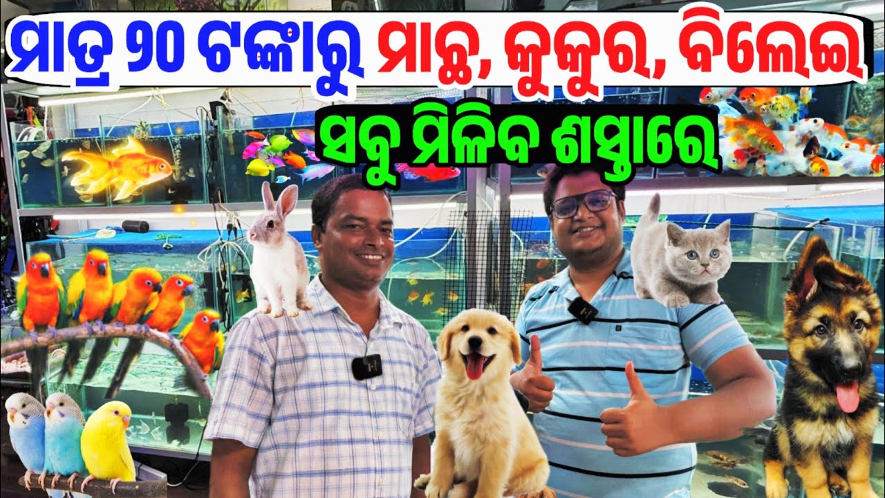 ମାତ୍ର ୨୦ ଟଙ୍କା All types Aquarium fish, Exotic Bird, Dog breed available Odisha Bapi's Pet Emporium 