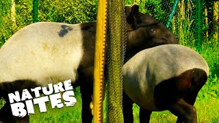 Malayan Tapirs Facing Challenges in Breeding | The Secret Life of the Zoo |   Nature Bites