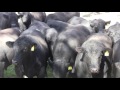 Eaglehawk angus 2016 bull sale preview