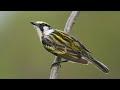 Nesting Warblers Bird Photography: Wildlife Techniques and BTS With Sony a9 + 200-600mm