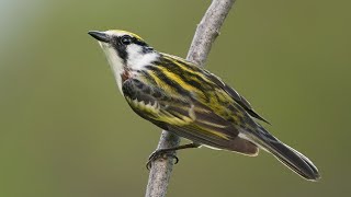 Nesting Warblers Bird Photography: Wildlife Techniques and BTS With Sony a9   200-600mm