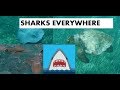 SNORKELING WITH SHARKS, RAYS, AND TURTLES | Ambergris Caye, Belize