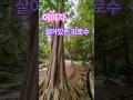#이미자#살아있는가로수(가사)#봄숲#korea