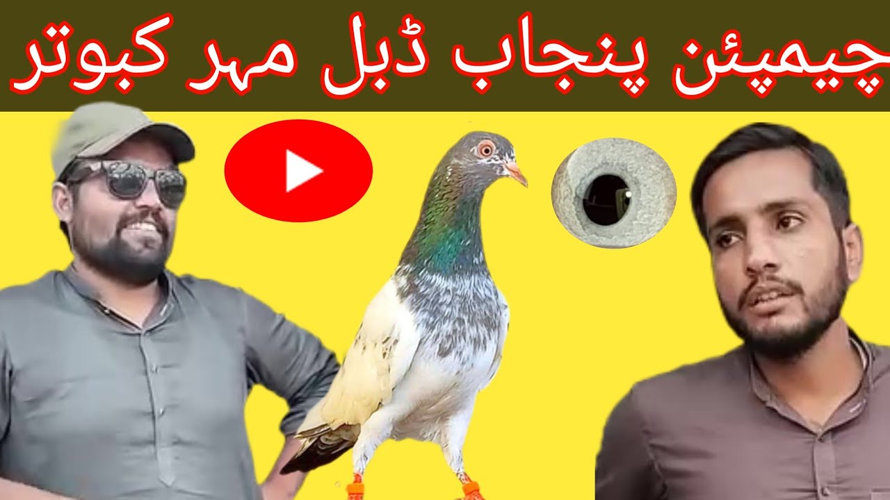 Ustad Mateen Gujjar and Talha Dogar of  Sheikhupura ki chat se pigeons
