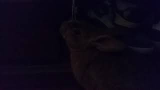 Mi Conejita Perlita Xd La Quiero Mucho