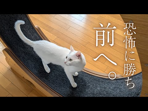 駆け降りる猫 A cat playing tag with his older brother and almost getting