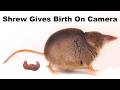 Tiny shrew gives birth to 5 babies on camera while filming this what a fascinating creature