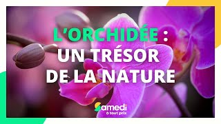 Lorchidée Un Trésor De La Nature - Samedi À Tout Prix