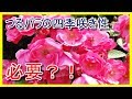 つるバラの剪定と誘引【オベリスク】☆アンジェラ