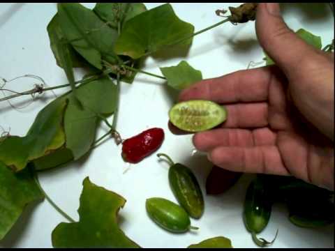 Video: What Is A Scarlet Ivy Gourd: Lär dig om att odla Scarlet Ivy kalebasser