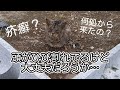 また緊急保護😰疥癬かな…😢治療頑張ろうね😊