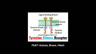IB BIOLOGY HL1 Insulin Tyrosine Kinase Pathway Cycle Explanation FEAT:Aubrea, Breea, Hibah