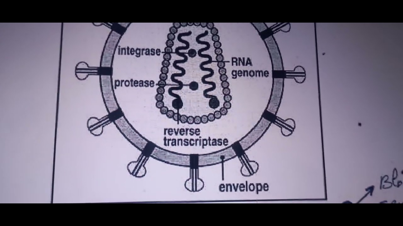 جزء. 2. الأثر الدوائي HIV Human Immunodeficiency Virus .. الخط الأول ...