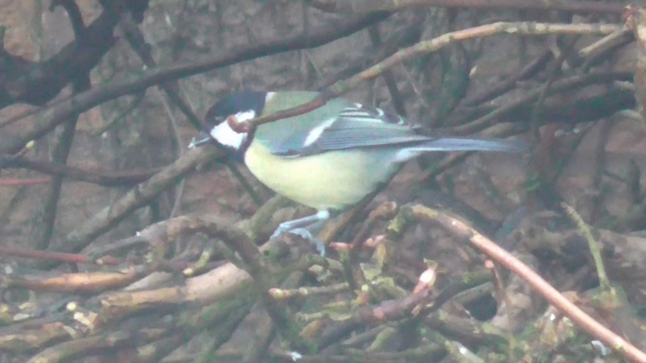 watershed Great tit - Garden Birds and Wildlife UK