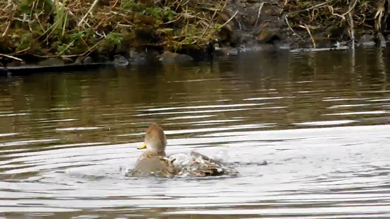 Yellow Billed Pintail