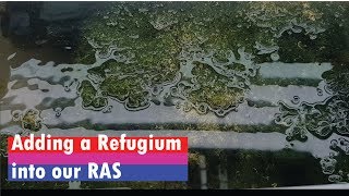 Nitrates and Phosphate control and stability in RAS with Marcoalgae for mud crab aquaculture