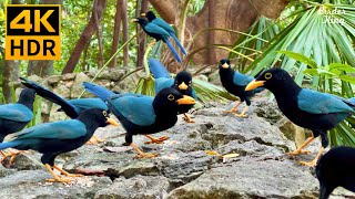 Cat TV for Cats to Watch 😺 Naughty Blue Birds 🐦 Cute Chipmunks 🐿 8 Hours(4K HDR) screenshot 4