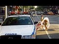 Bike lanes by casey neistat