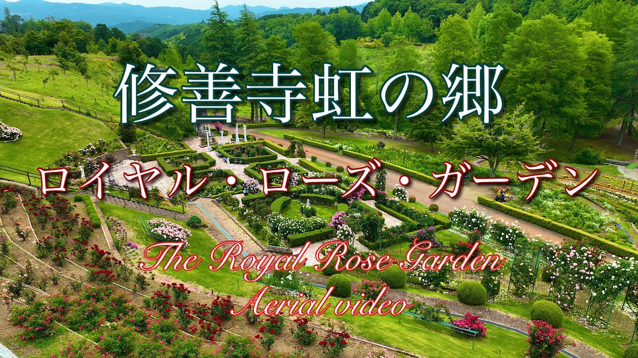 【修善寺虹の郷　ロイヤルローズガーデン】伊豆市の美しいバラ園を空撮🌹