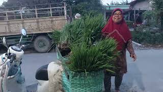 Kegiatan Emak Sama Bapak Disawah‼️