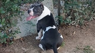 mi cachorro american bully, ya crecio by Master cachorro 65 views 1 year ago 2 minutes, 3 seconds