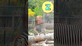 A-Z Animals 🦊🦓 #abcd #kidssongs #kidsvideo #song #children #kids #toddlers #explore #fun #animals