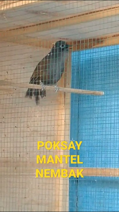 POKSAY MANTEL GACOR