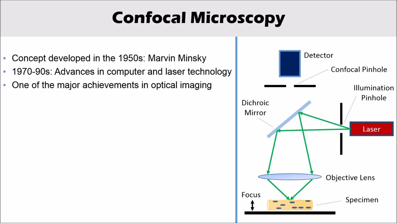 snapgene confocal microscopy snapgene confocal microscopy