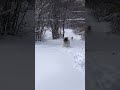 Kangal Vs Wolf Kangal Vs Wolf