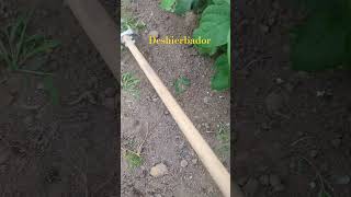 Azada #deshierbador #malashierbas #asturias #fabes #agricultura #huerta #herramientas #desherbador