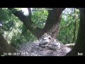 Bociany czarne z Polski (dąb) 2017 06 21 Obcy bocian przy gnieździe