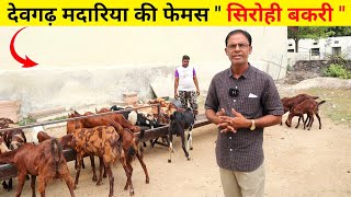 देवगढ़ मदारिया की फेमस सिरोही बकरी || Sirohi goat farming in India || Harish Yadav