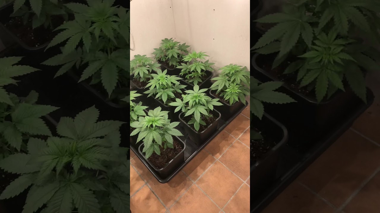 Amnesia Haze 4th week