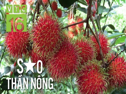 Video Phát hiện giống chôm chôm ngon nức tiếng ĐBSCL | VTC16 - youtube