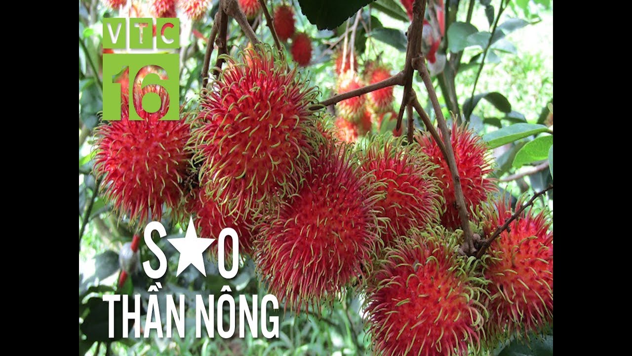 Phát hiện giống chôm chôm ngon nức tiếng ĐBSCL | VTC16