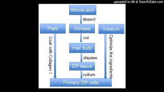 Dermal papilla DP plays important roles in hair follicle regeneration
