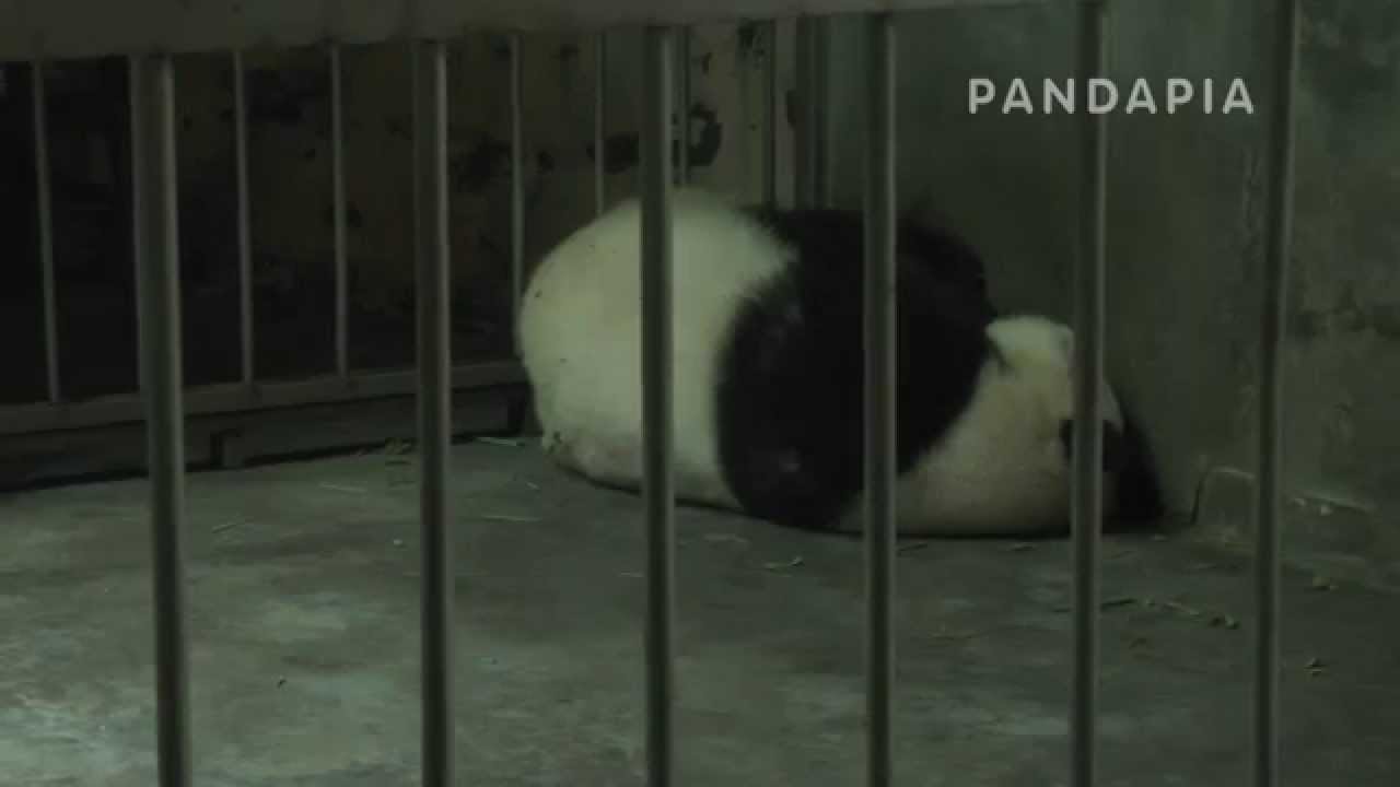 pandapia 20140721-月亮産房-成績-成績抱著寶寶躺在牆角 pandas merge