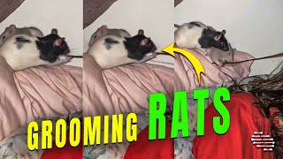 Rats Grooming and Licking Owner’s Wet Hair