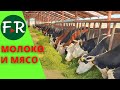 Молочный и мясной скот Сбыт молока от 150 коров и откормочная площадка на 1200 голов КФХ Сафиуллиных