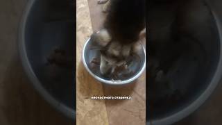 Старичок #helpanimals #собака #помощьживотным #dogshelter #helpanimals #doglove #приют #dog
