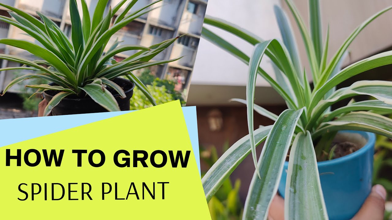 How To Grow Spider Plants From Plantlets or Cuttings . chlorophytum