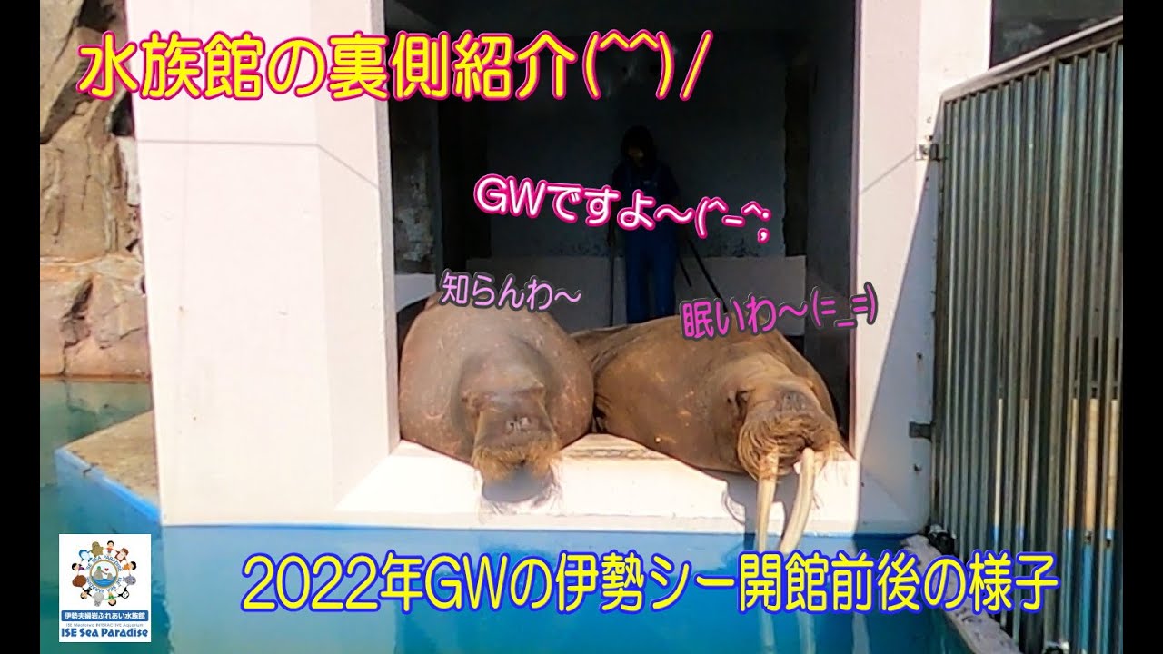 【セイウチ】GWの水族館の開館前後の様子(^^)/（伊勢シーパラダイス／水族館）