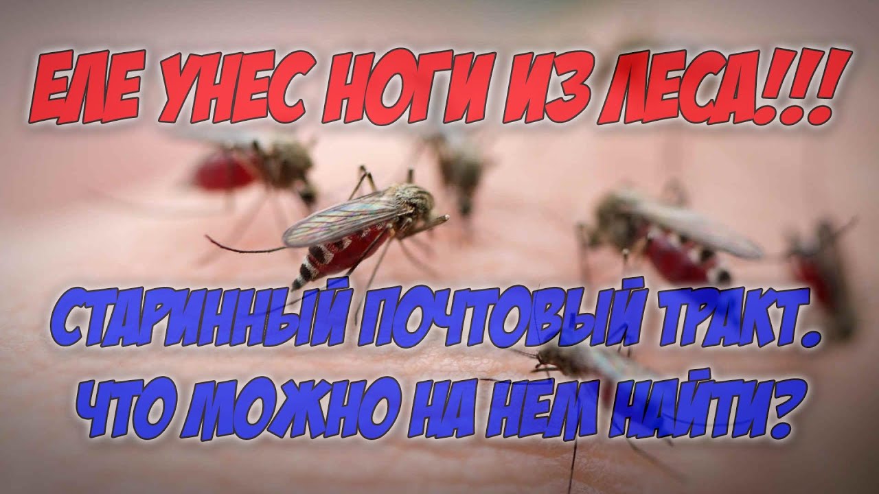 Старинная дорога. Еле унес ноги - чуть не сожрали в лесу! Отличные ...