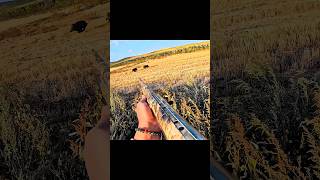 Double Wild Boar Hunt 🐗🔥 | Perfect Jungle Shot!#wildlife#challenge#chase#hunting🎯#
