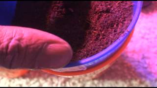 Godbody Lost Video #4 (60 Hour Cannabis Germination)